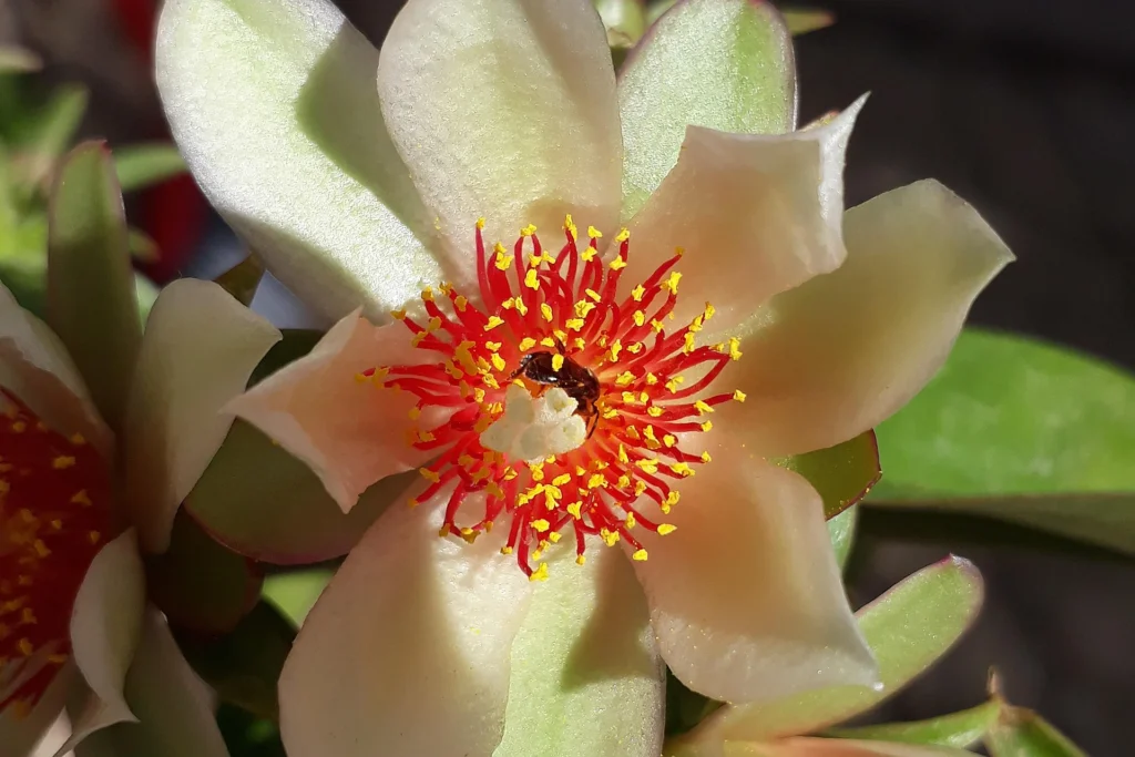 Flor de Ora pro nobis